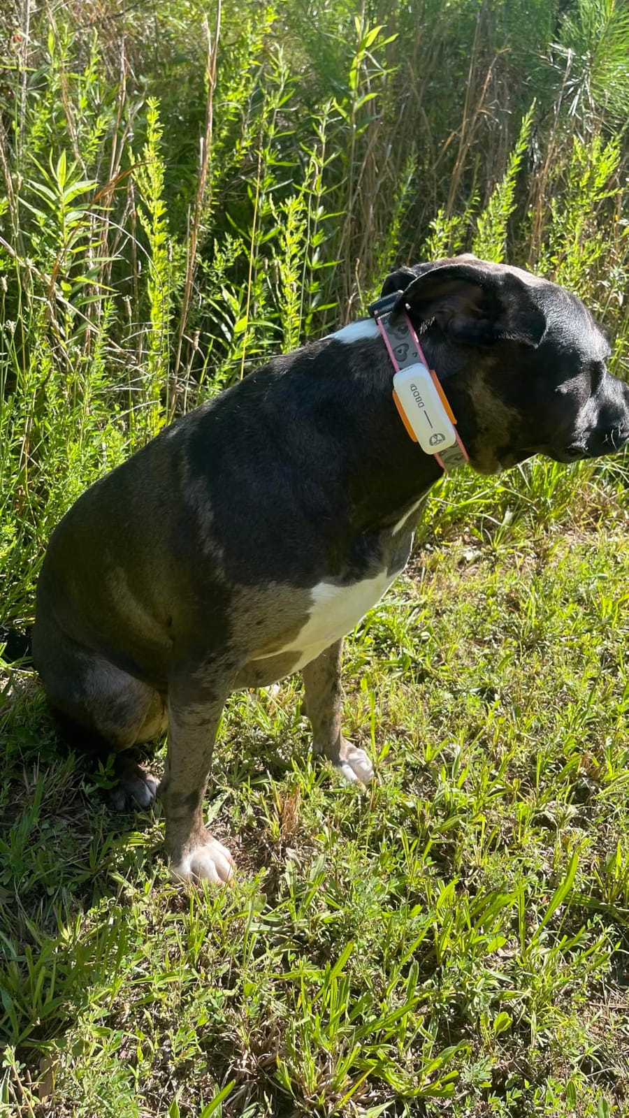 DBDD GPS Dog Tracker with Subscription, Virtual Fence & Health Monitor, IP67, BK | APP-based subscription with 3-day free trial, Real-time escape alerts & AI health insights, iOS/Android compatible. customer photo 1