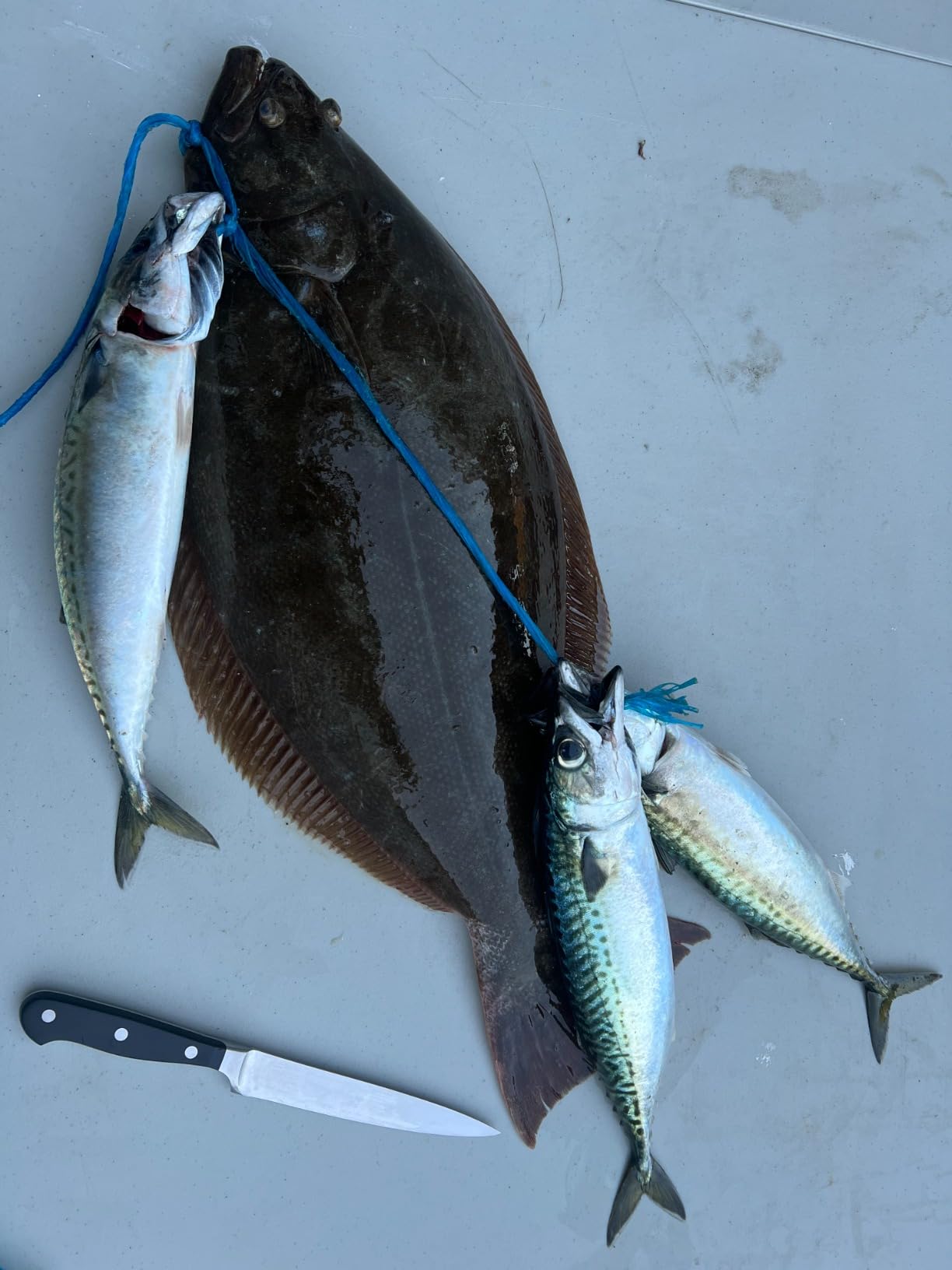 Frabill Flow Troll Bait Buckets customer photo 1