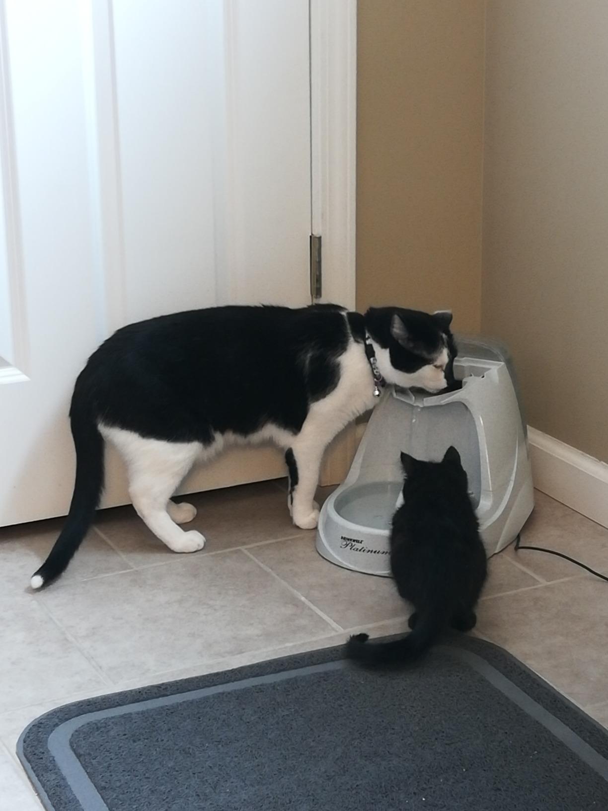 PetSafe Drinkwell Platinum Cat Water Fountain, 168 oz/5L, Grey customer photo 2