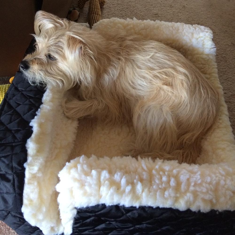 Snoozer Lookout I Car Seat - Dog Car Seats for Small Dogs, Puppy Booster Bed for Small Sized Pets up to 18 Lbs, Elevated, Washable - Size S, Black Quilted customer photo 2