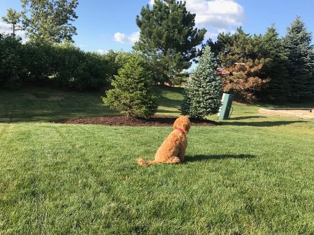Underground Electric Dog Fence Kit, Standard, 1-Dog, 500 ft customer photo 1