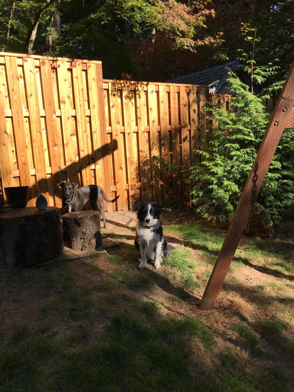 Underground Electric Dog Fence Kit, Standard, 1-Dog, 500 ft customer photo 2
