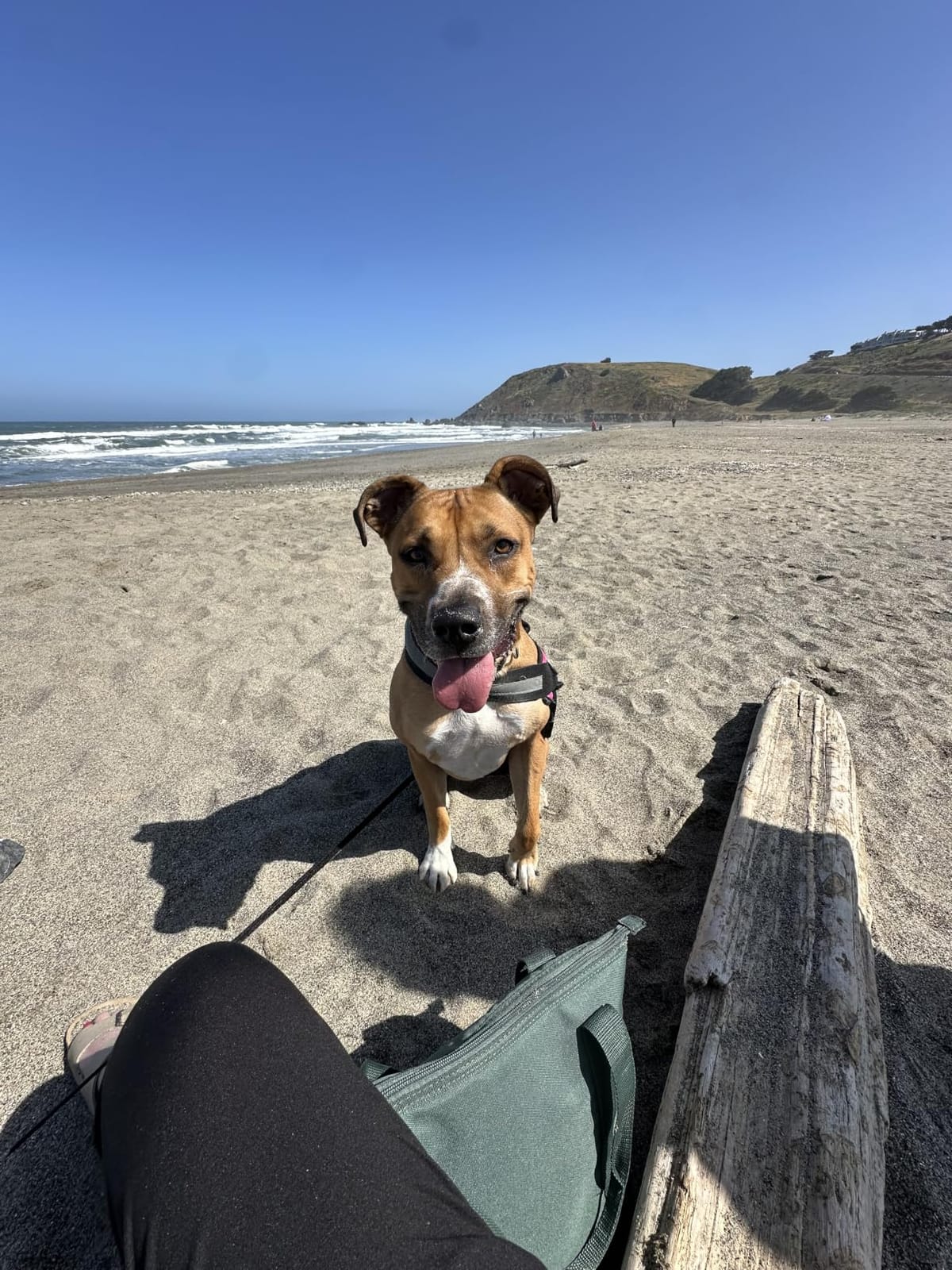 K9 Advantix II XL Dog Vet-Recommended Flea, Tick & Mosquito Treatment & Prevention | Dogs Over 55 lbs. | 2-Mo Supply customer photo 2