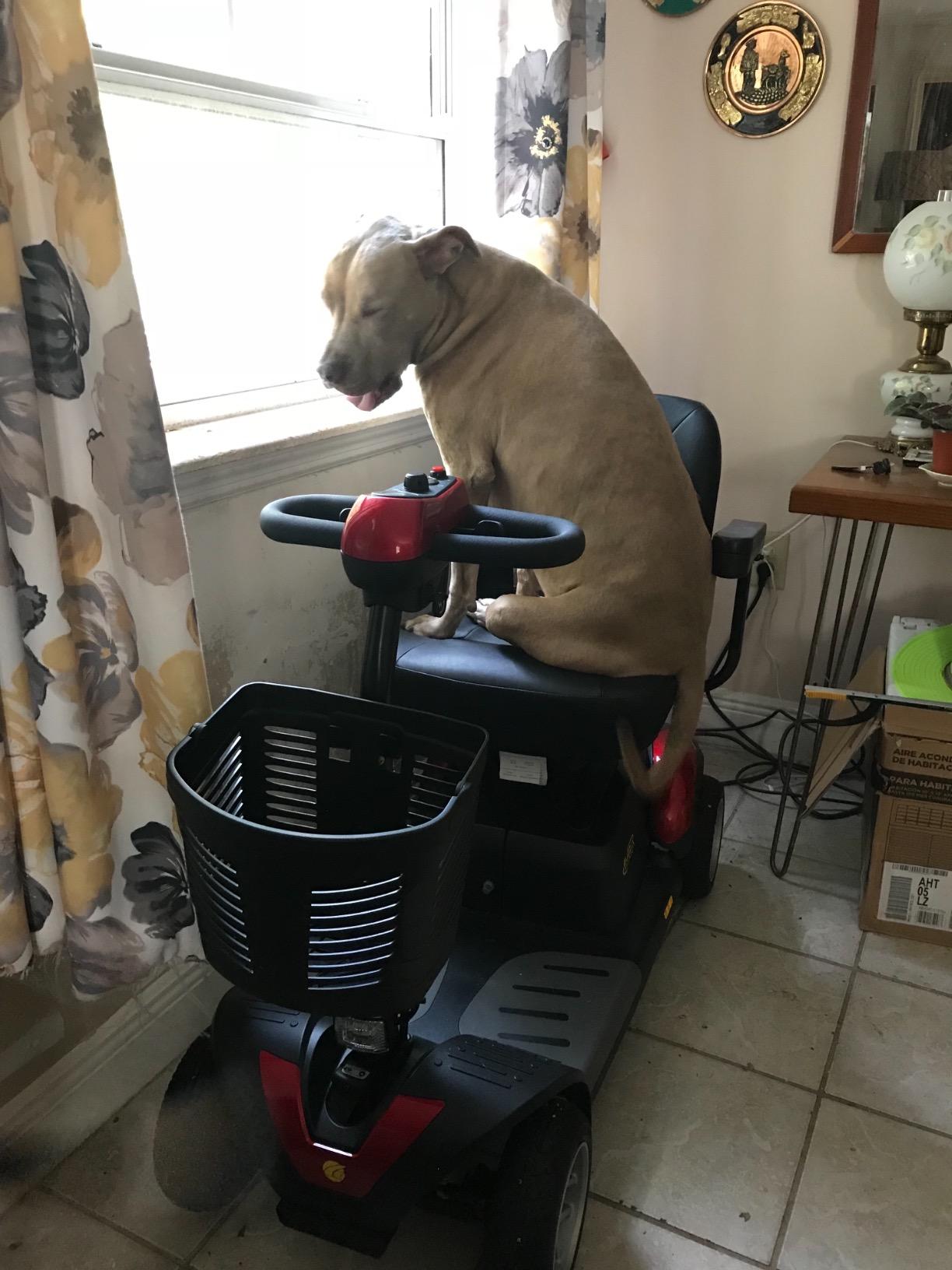 Golden Technologies BUZZAROUND EX Extreme 4-Wheel Heavy Duty Long Range Travel Mobility Scooter - Blue, Red - 18 Miles Range - 350 lbs Weight Capacity customer photo 2