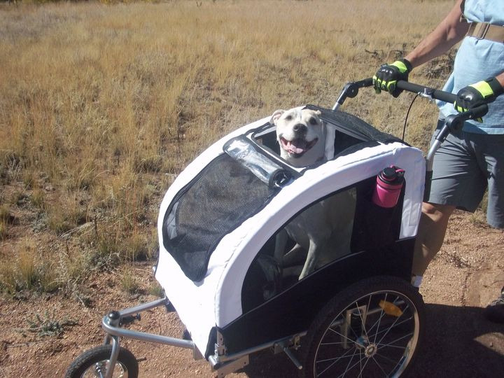 Aosom Dog Bike Trailer 2-in-1 Pet Stroller, Red customer photo 1