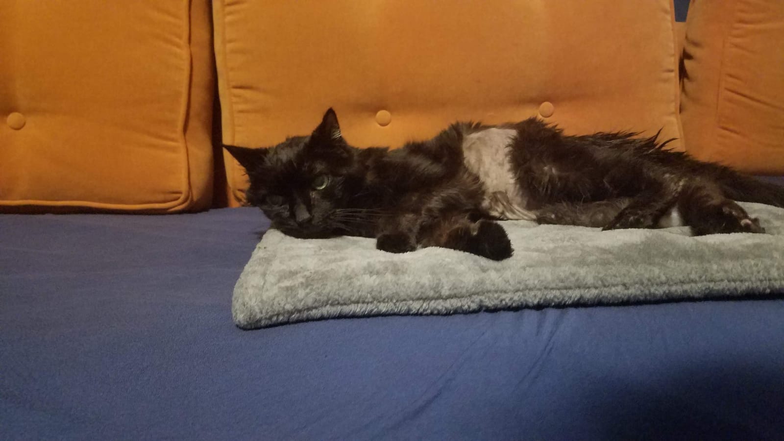 FurHaven ThermaNAP Self Warming Cat Mat, Dog Bed for Crates with Self-Warming Technology for Cozy Rest, Fully Machine Washable, Small, Plush Faux Fur, Black customer photo 1