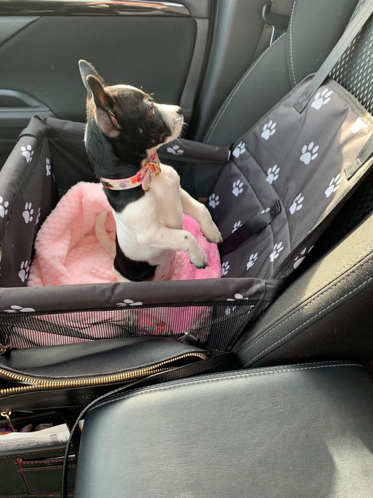 Petbobi Dog Car Seat for Small Dogs and Cats up to 15 lbs, Portable Booster customer photo 1