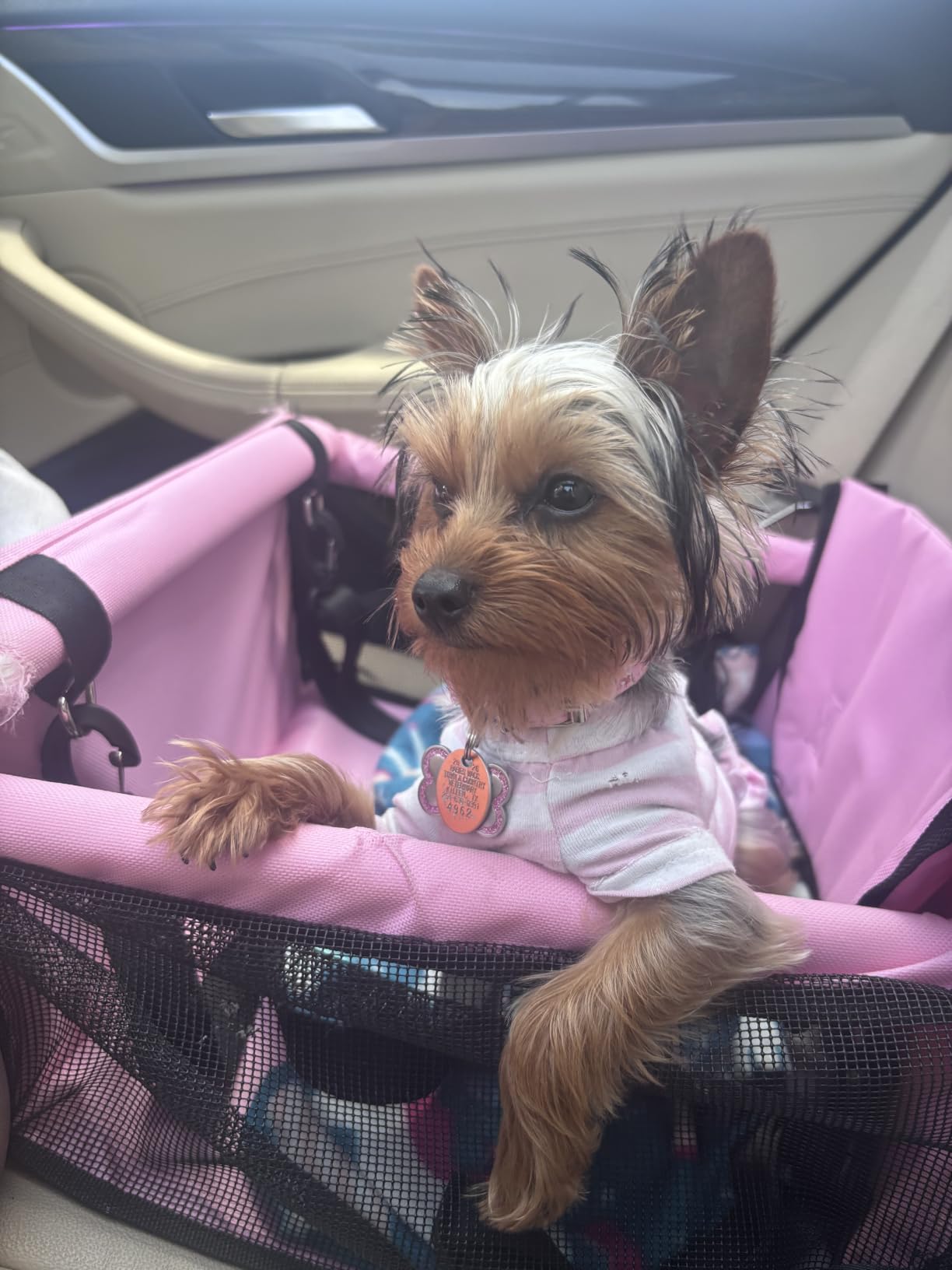 Petbobi Dog Car Seat for Small Dogs and Cats up to 15 lbs, Portable Booster customer photo 2