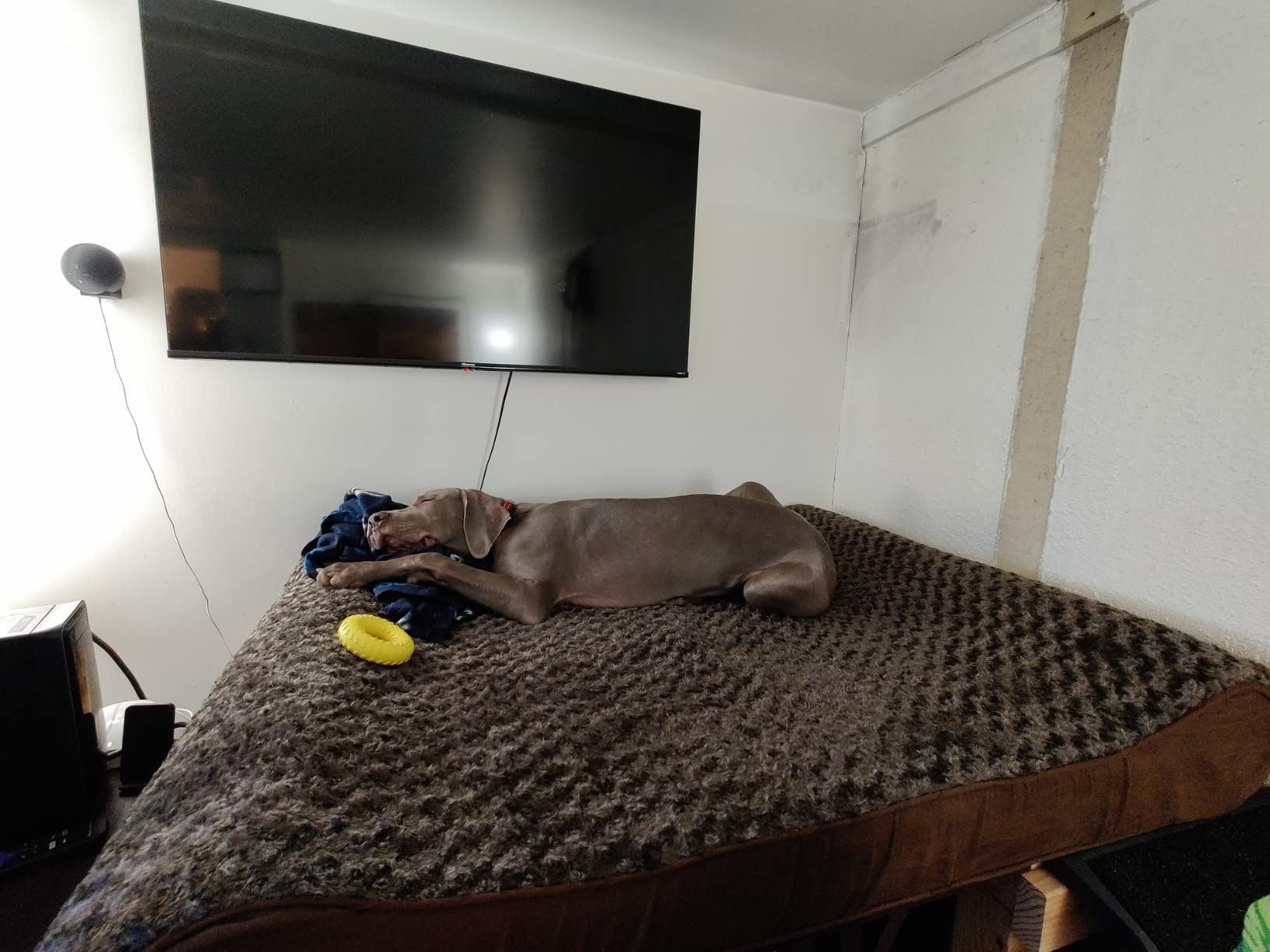 FurHaven Orthopedic Dog Bed for Large Dogs, Luxe Lounger Contour Mattress with Solid Orthopedic Foam Slab for Joint Support, Removable Washable Cover, Jumbo XL, Plush Suede, Gray customer photo 1