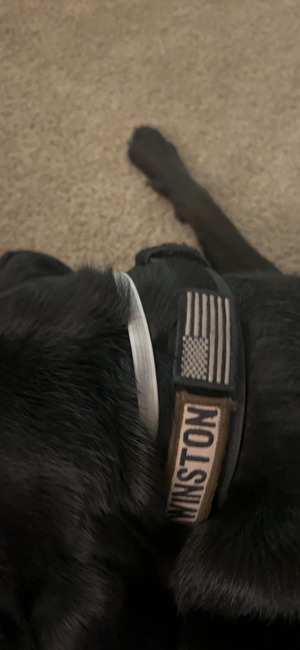 Hartz UltraGuard Pro Reflective Flea & Tick Collar for Dogs and Puppies, 7 Month Flea and Tick Prevention Per Collar, 1 Count customer photo 2