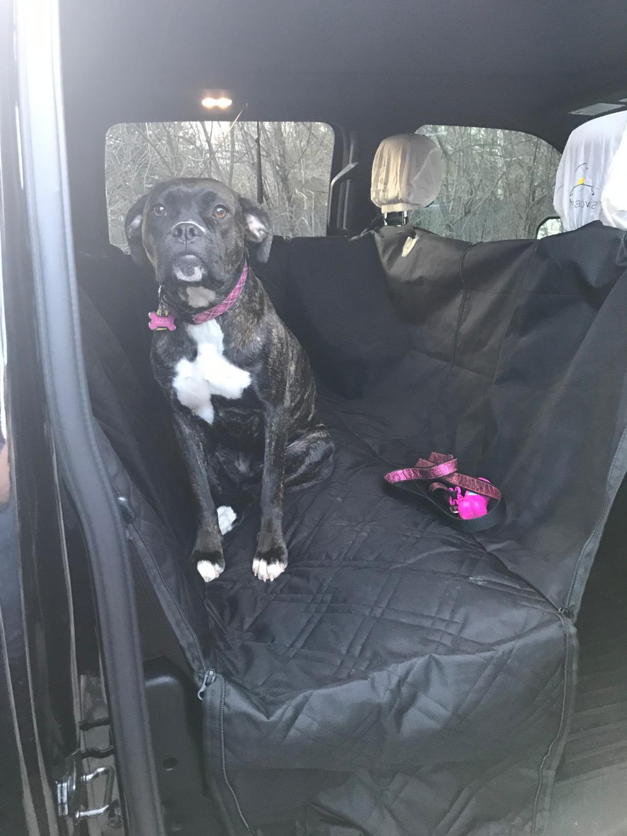 Meadowlark Dog Car Seat Cover, Heavy Duty Hammock, XL Trucks, Black customer photo 1