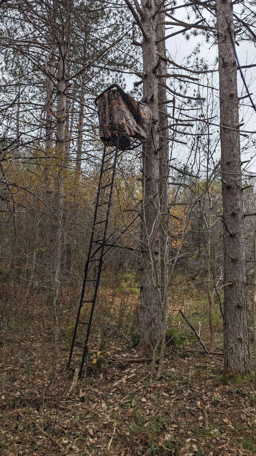 MUDDY Deer Hunting Climbing Adjustable Quiet Heavy-Duty Huntsman Deluxe 17 ft 1-Person Ladder Tree Stand customer photo 2