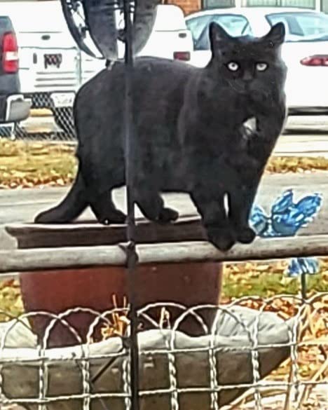 K&H Heated Water Bowl, Thermo-Kitty Café Feral Cat Feeding, Safety Listed customer photo 2