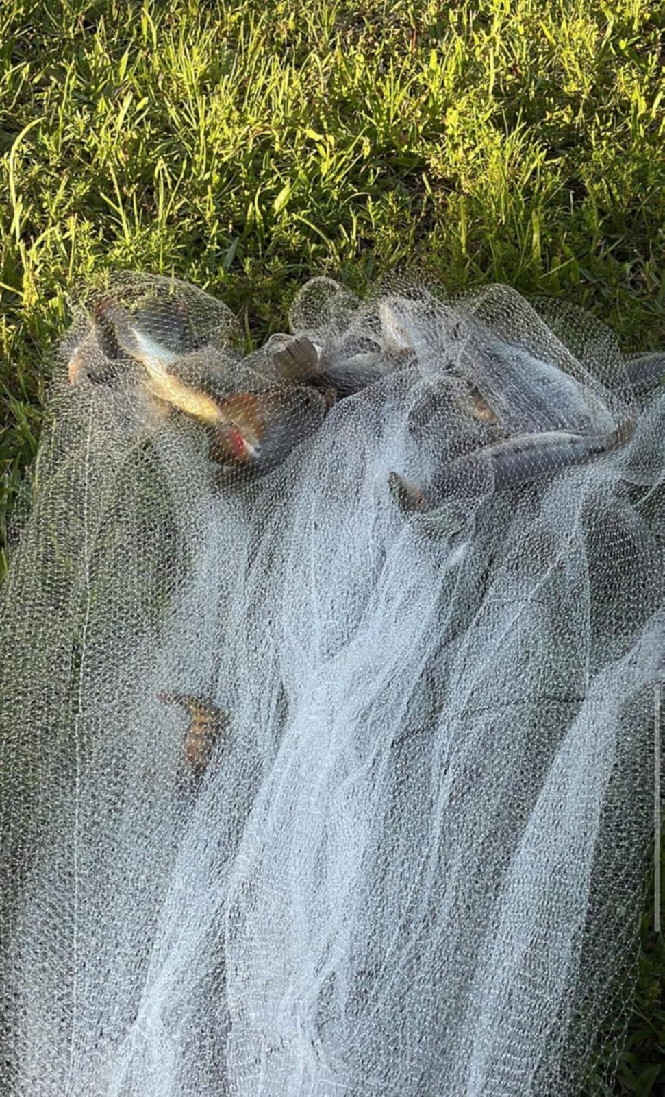 Drasry Saltwater Fishing Cast Net for Bait 3/8 1/4 or 1/2 with Heavy Sinkers Fish Trap Throw Net. Size 3ft/4ft/5ft/6ft/7ft/8ft/9ft/10ft Radius Freshwater Nets customer photo 1