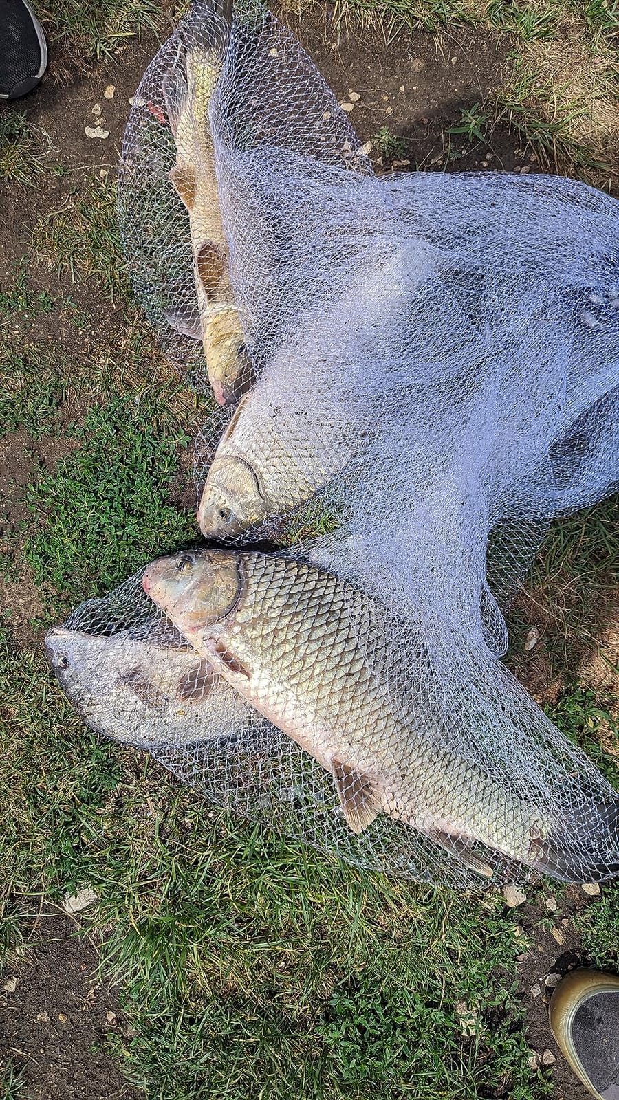 Drasry Saltwater Fishing Cast Net for Bait 3/8 1/4 or 1/2 with Heavy Sinkers Fish Trap Throw Net. Size 3ft/4ft/5ft/6ft/7ft/8ft/9ft/10ft Radius Freshwater Nets customer photo 2
