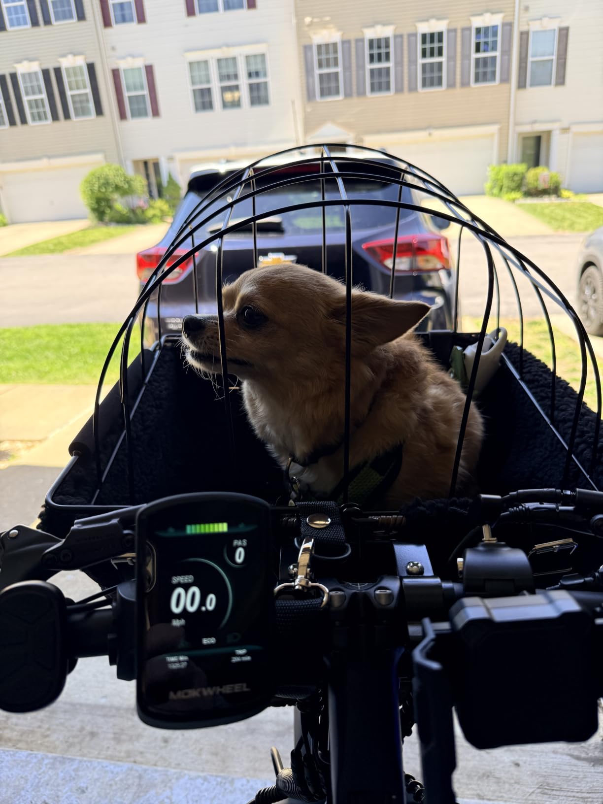 Pet-Pilot MAX Wicker Bike Basket for Dogs/Cats - Includes Wire Cage Top w/Sun Shade + Plush Removable Padded Liner customer photo 2