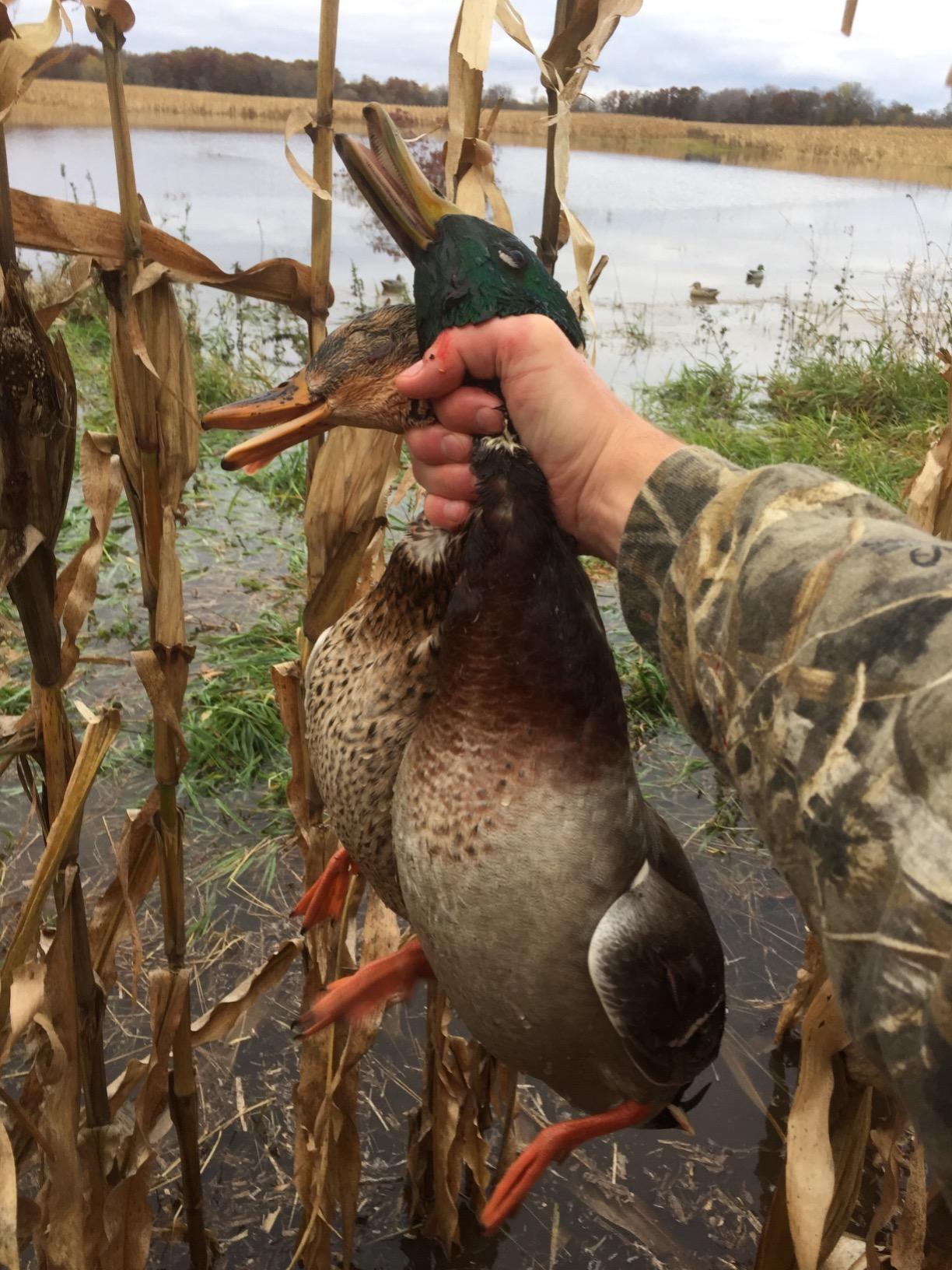 Avery GHG Essential Mallard Duck Decpus - 12 Pack customer photo 2