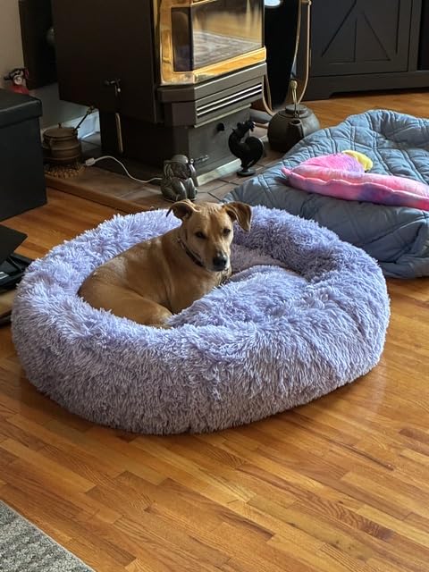 Best Friends by Sheri Original Calming Donut Dog Bed, Taupe, Medium, 30