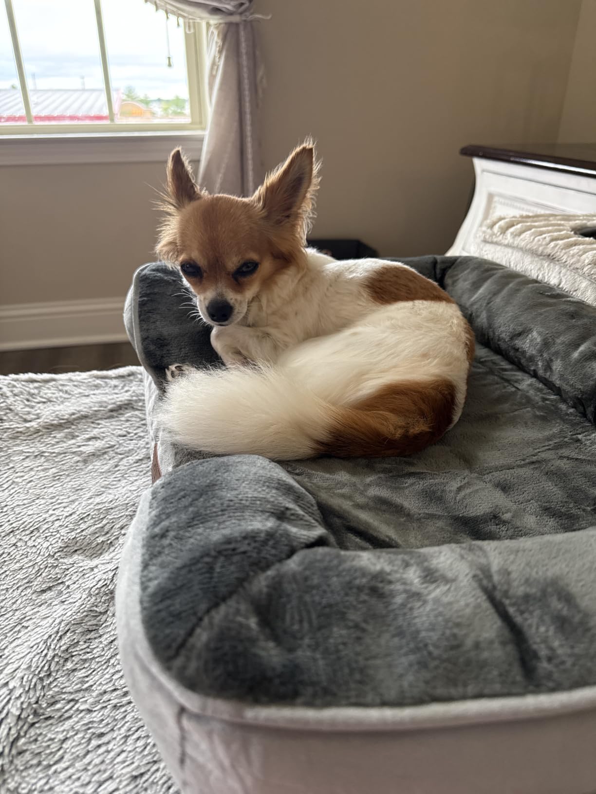 Bedsure Orthopedic Dog Beds Large Sized Dog Washable Original Design customer photo 2