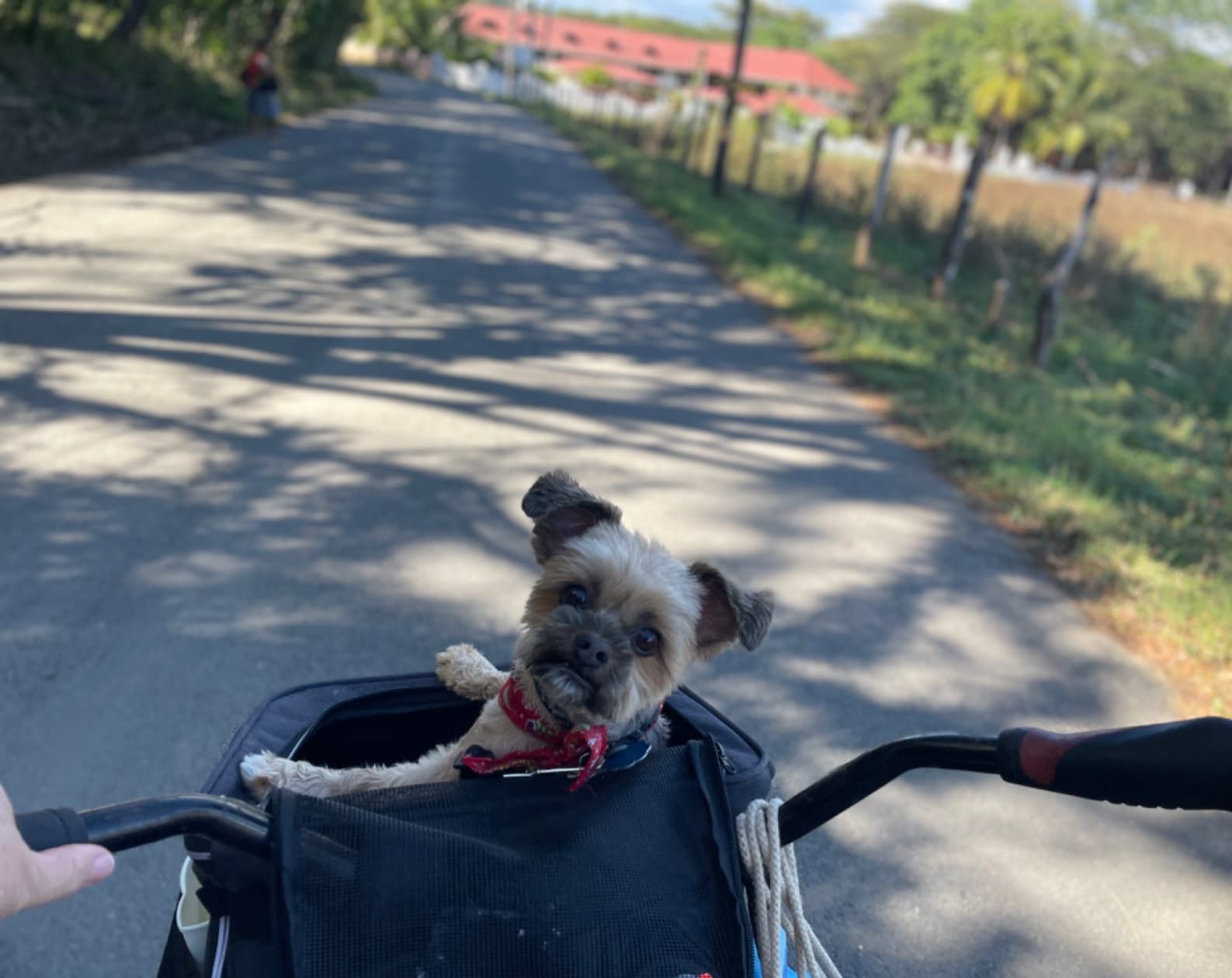 Dog Bike Basket Carrier, Expandable Foldable Soft-Sided Dog Carrier, 2 Open Doors, 5 Reflective Tapes, Pet Travel Bag,Dog Backpack Carrier Safe and Easy for Small Medium Cats and Dogs(Black) customer photo 2
