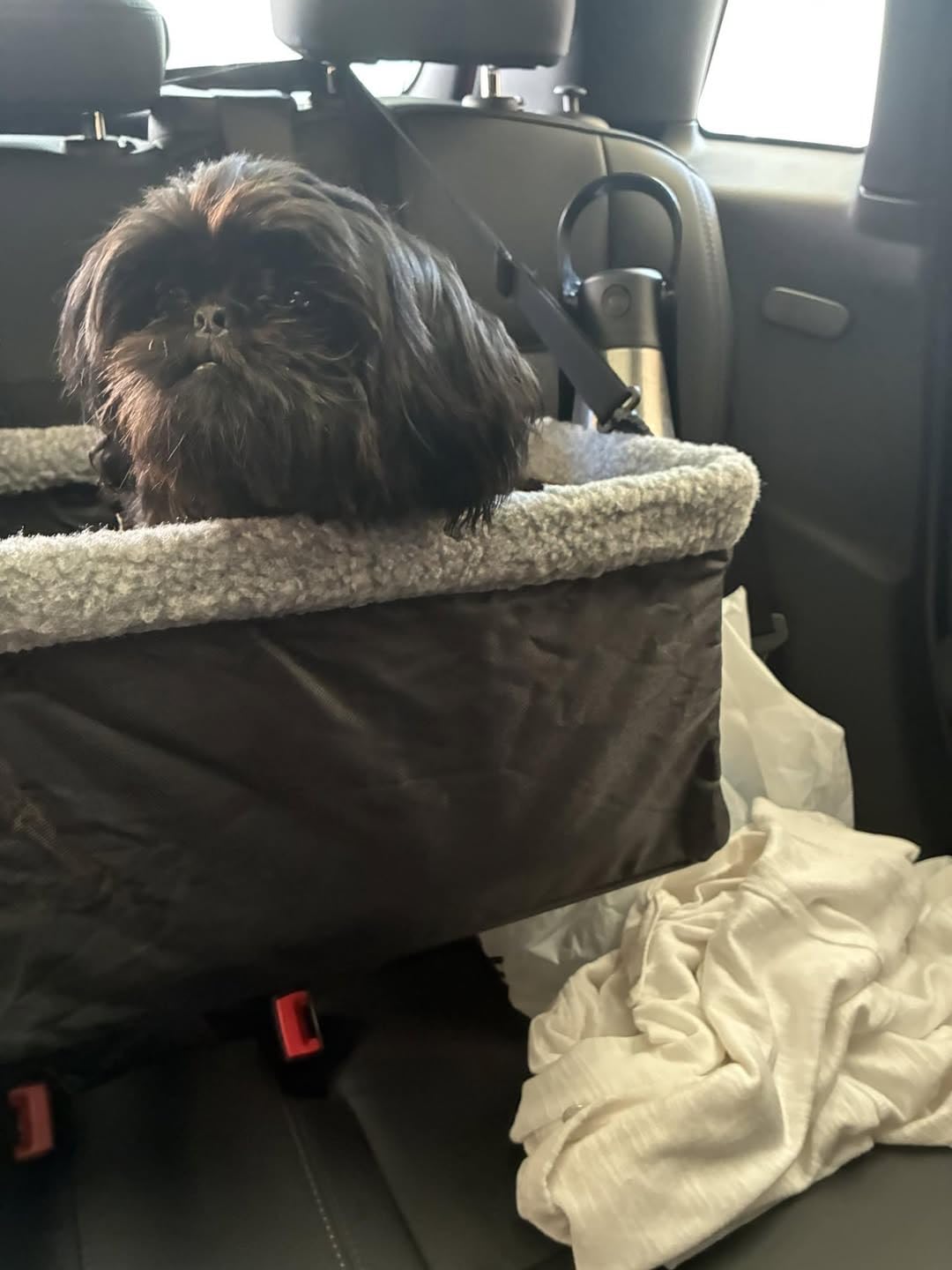 Dog Car Seats for Small Dogs, Upgrade Dog Booster Seat with Metal Frame Construction with Double-Layer Oxford, Perfect for Small Pets up to 20lbs customer photo 1