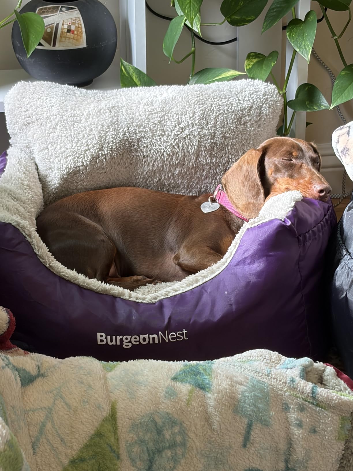 BurgeonNest Dog Car Seat for Small Dogs & Cats Under 25 lbs,Black customer photo 2