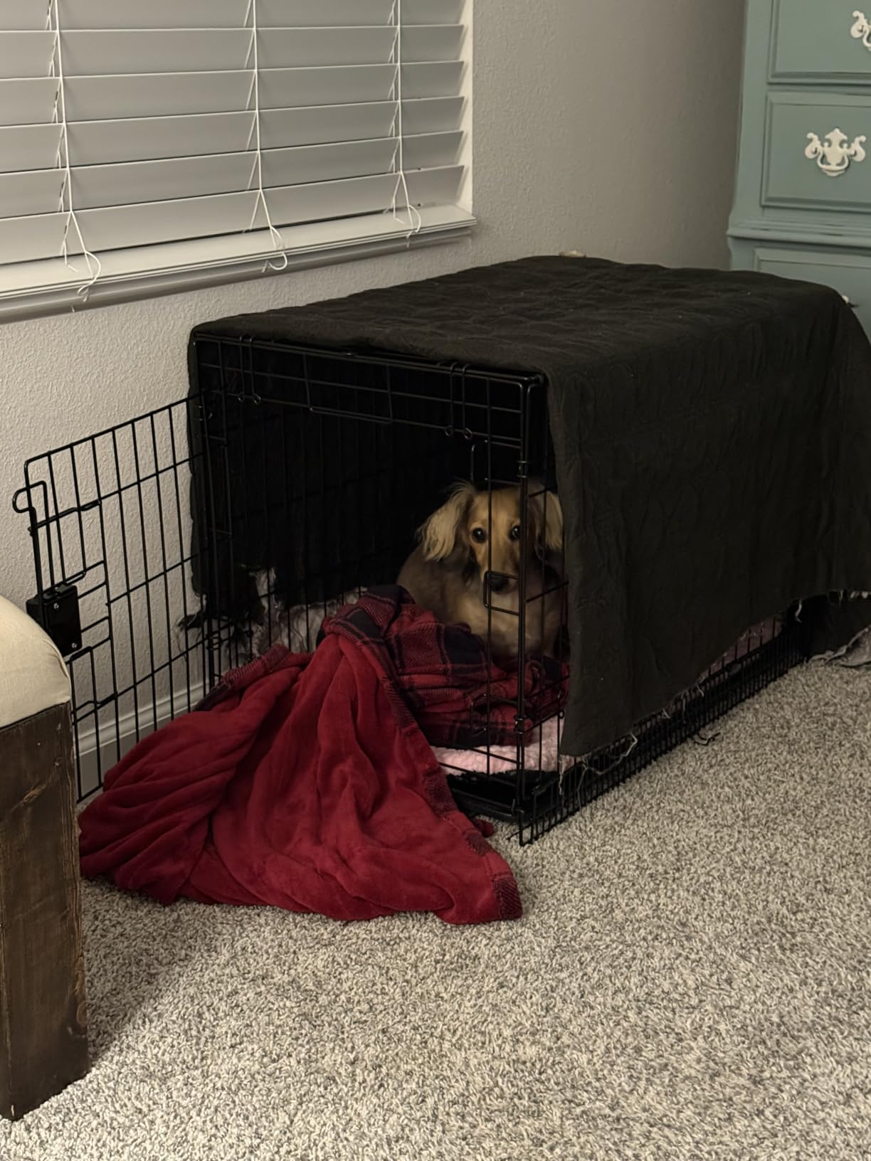 Amazon Basics Portable, Foldable Metal Wire Small Dog Crate with Removable Tray, Divider Panel, Single Door, Easy to Assemble, 24