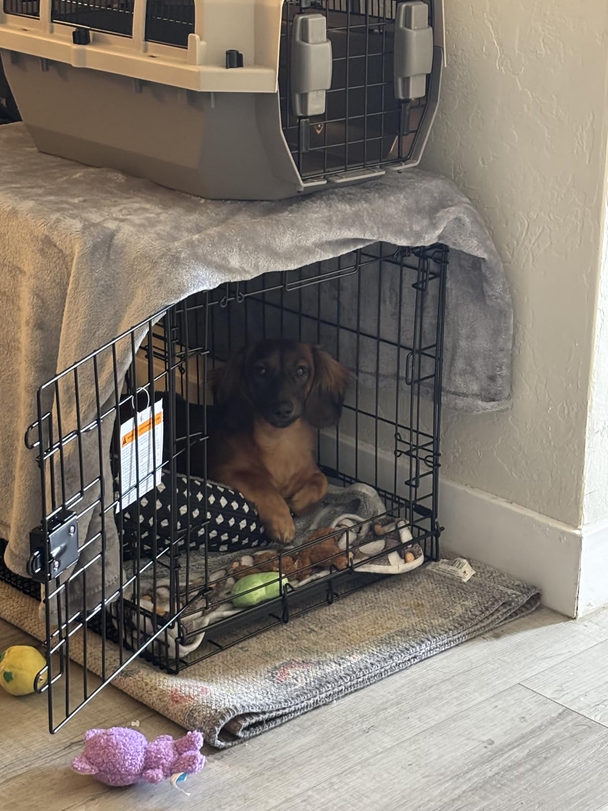 Amazon Basics Portable, Foldable Metal Wire Dog Crate with Removable Tray, Divider Panel, Easy to Assemble, for Large Dogs, 48 x 30 x 32.5 in, Black customer photo 2