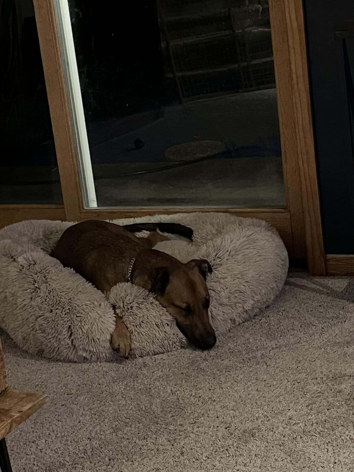 SAVFOX 30 inches Calming Donut Dog Bed - 3X Durable Plush Faux Fur, Machine Washable & Non-Slip, Fits up to 45 lbs, Dark Grey customer photo 1