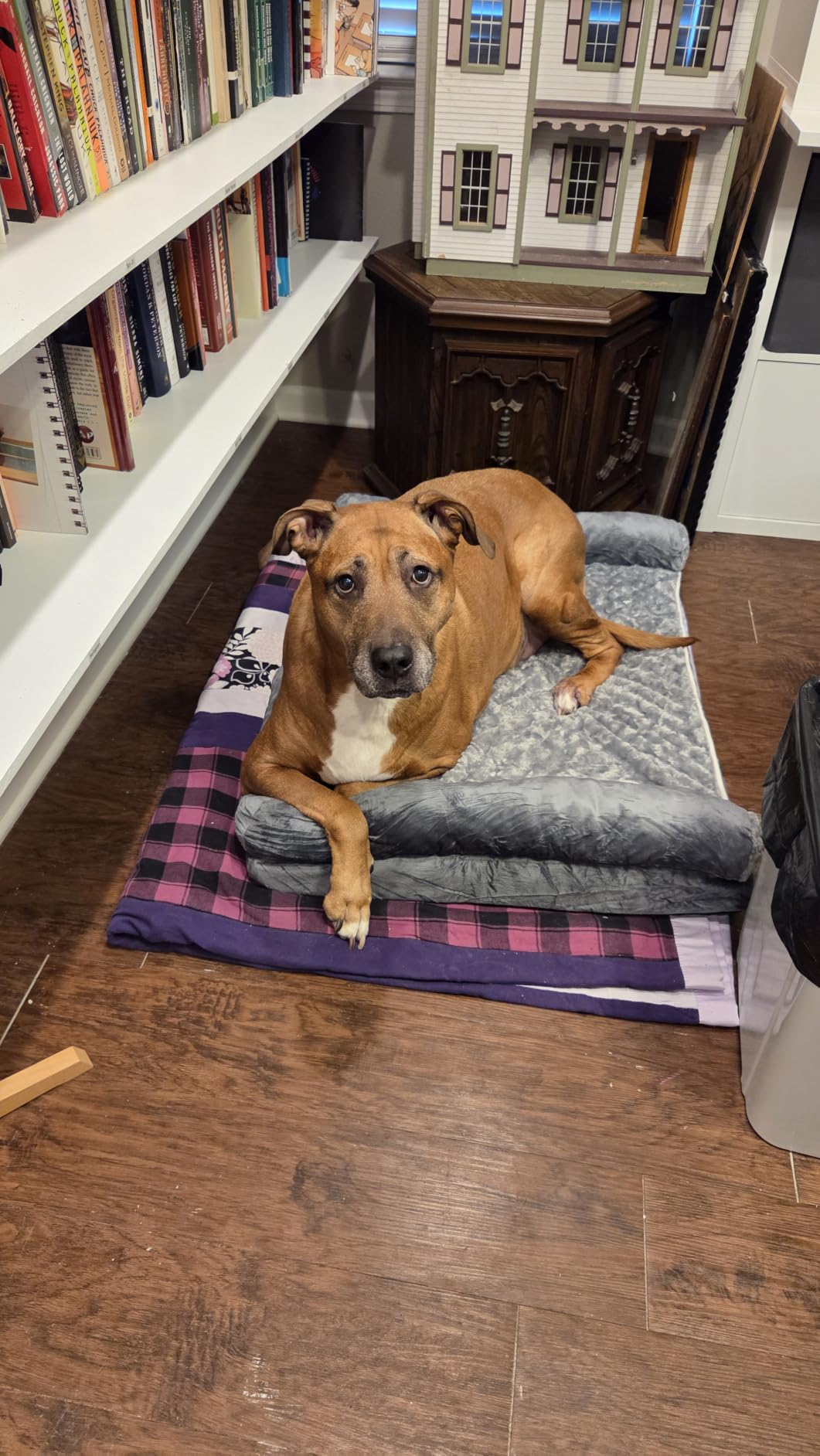 BFPETHOME Orthopedic Washable Large Dog Bed for Senior Dog Comfy Sleep customer photo 2