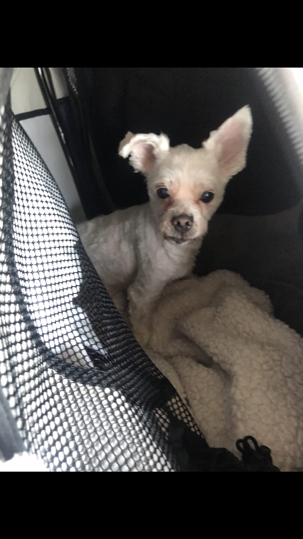 PetSafe Happy Ride Collapsible Travel Dog Crate customer photo 1