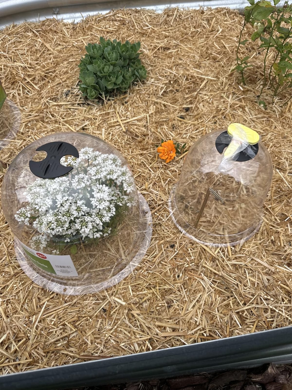 MorTime 6 Pack Garden Cloche Plant Dome, 7.3