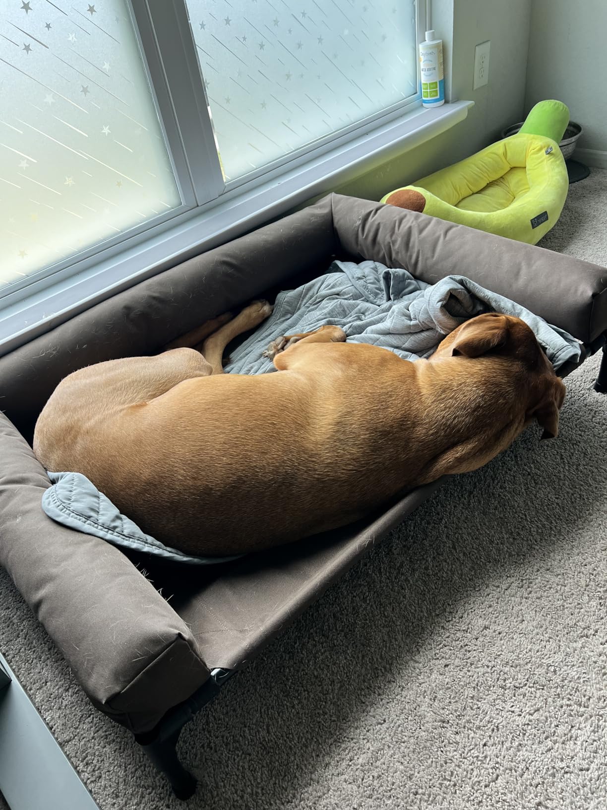 K&H Outdoor Elevated Dog Bed, Bolster Pet Cot, Medium 32x25in, Charcoal customer photo 2