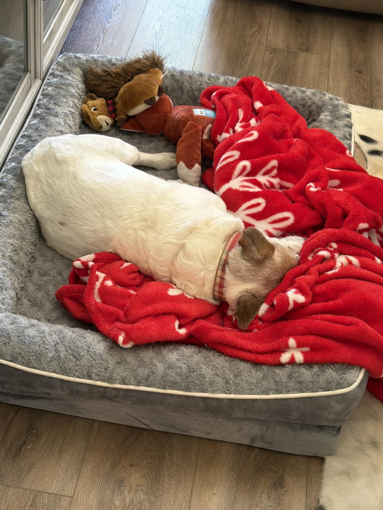 WNPETHOME Orthopedic Washable Dog Bed Large for Senior Dog Cozy Sleep customer photo 1