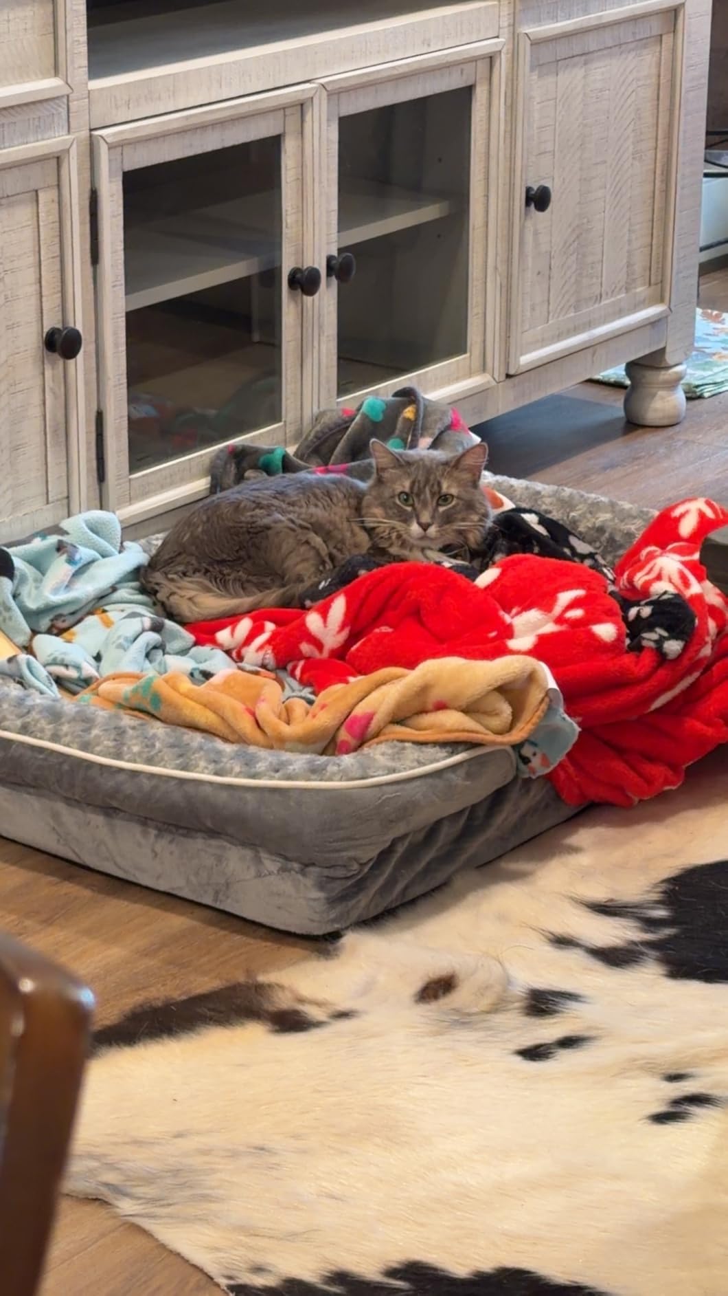 WNPETHOME Orthopedic Washable Dog Bed Large for Senior Dog Cozy Sleep customer photo 2