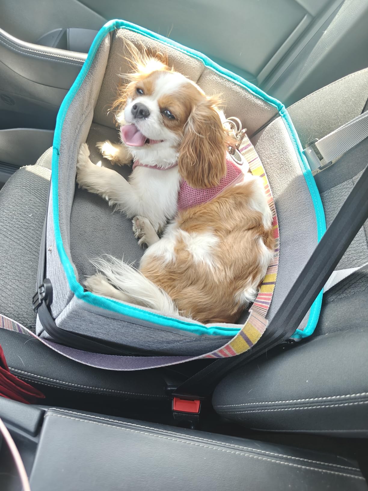 PETSFIT Dog Car Seats for Small Dogs – Patented Safety Buckles – Safety Tether – Foldable Travel Dog Booster Car Seat Reduces Anxiety & Road Trips – Stable Frame, Soft Cushion, Fits Front/Back Seat customer photo 2