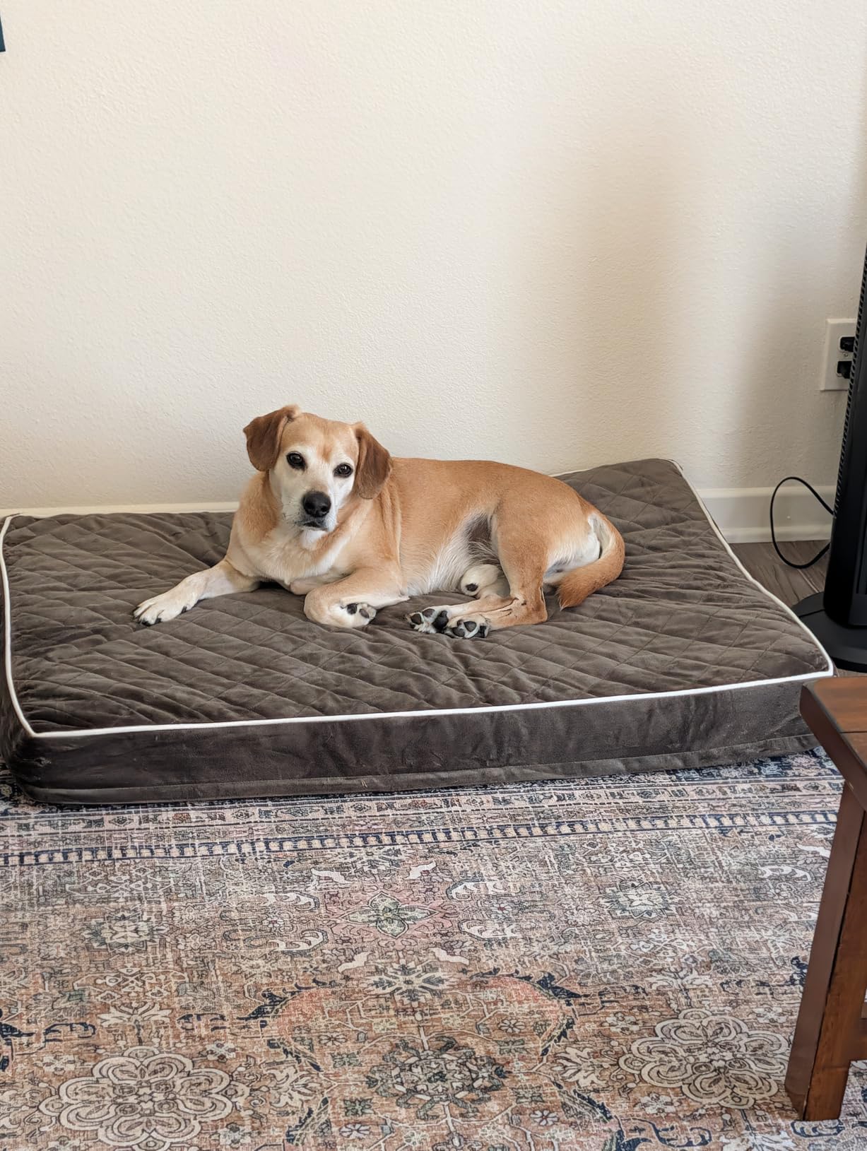 WNPETHOME Orthopedic Waterproof Extra Large Senior Dogs Bed for Comfy Sleep customer photo 1