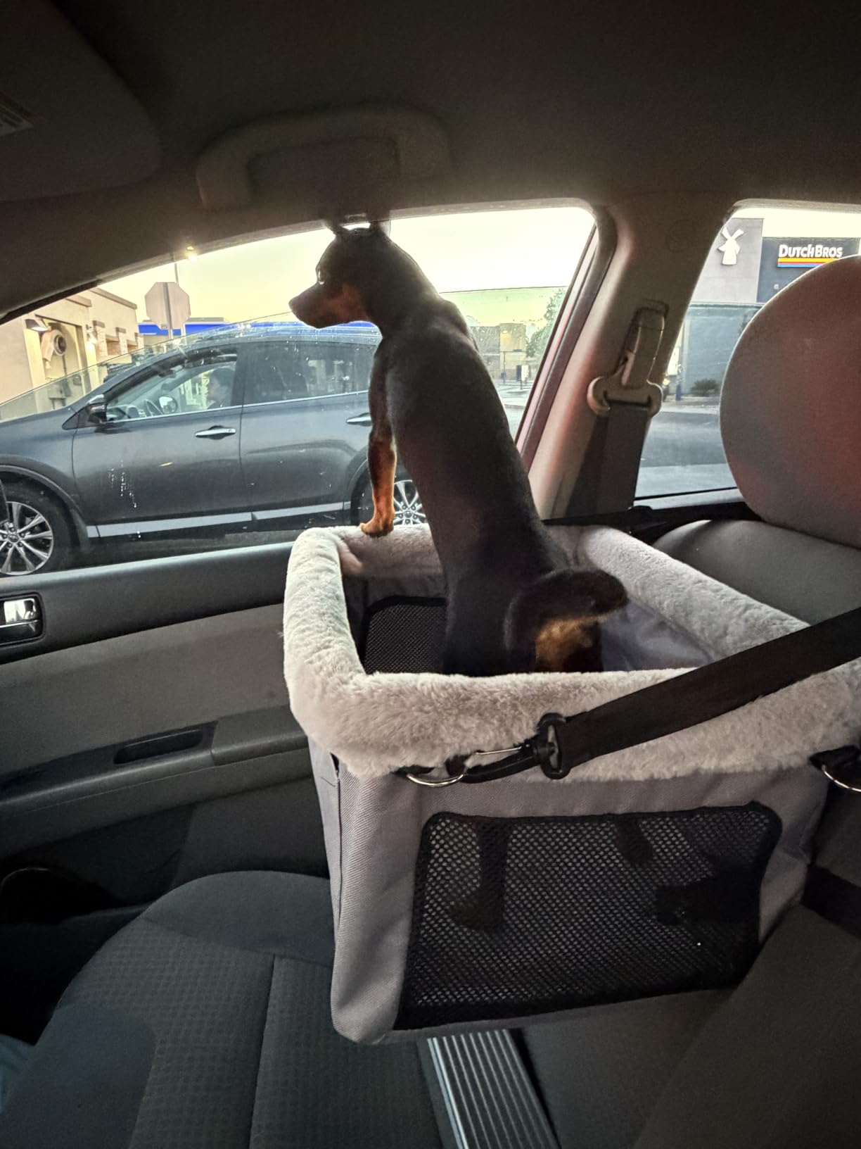 JOEJOY Deluxe Dog Booster Seat with Sturdy Metal Frame and Safety Leash for Small Pets up to 20 lbs - Portable Puppy Dog Car Seat with Thick Cushion and Storage Pockets for Small Dogs, Grey customer photo 1