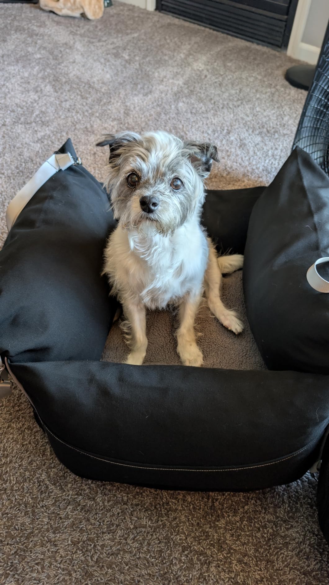 Lesure Dog Car Seat for Small Dogs,Booster Car Bed for Puppy Under 25lbs customer photo 1