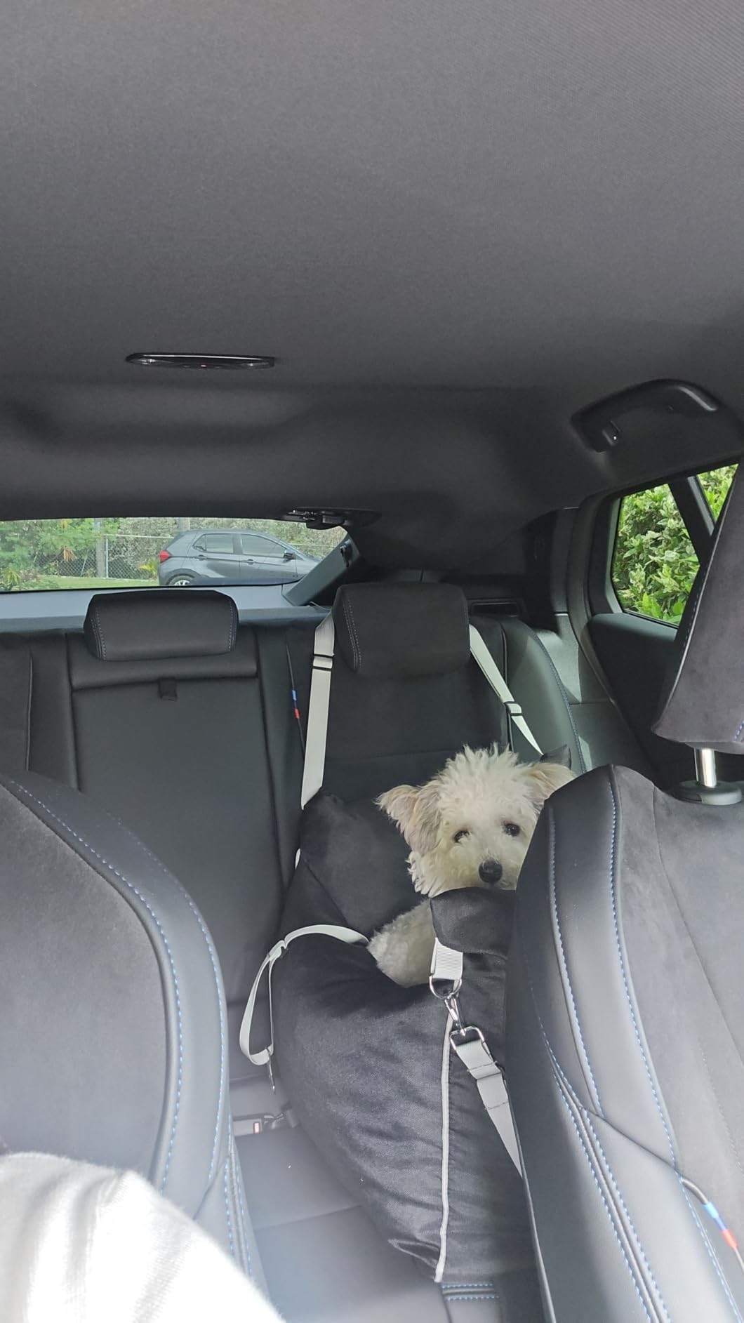 Lesure Dog Car Seat for Small Dogs,Booster Car Bed for Puppy Under 25lbs customer photo 2