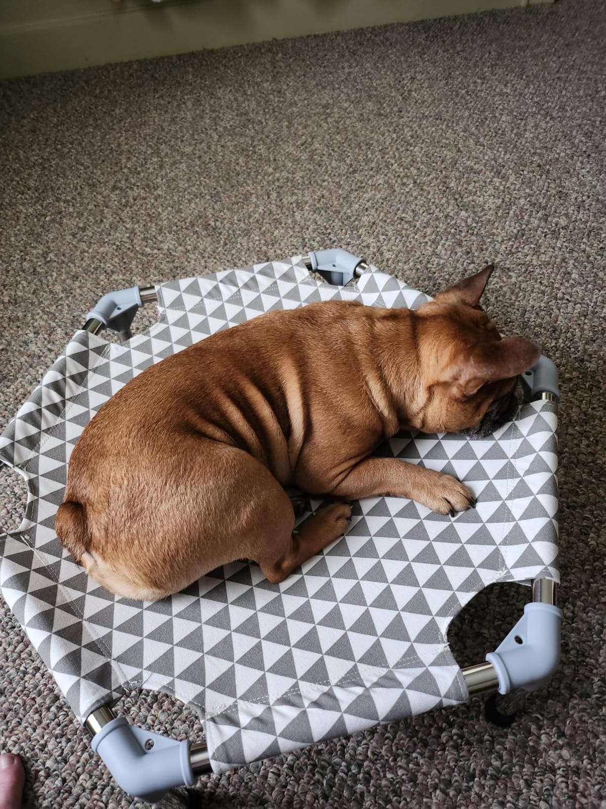 Kuntrust Elevated Outdoor Dog Bed, Medium Size, Cotton Material, Non-Slip Feet, Fits up to 70lbs customer photo 1