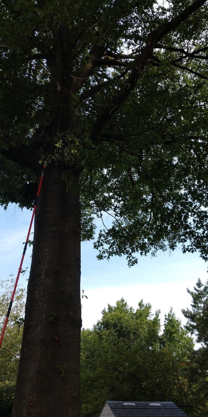 VEVOR Manual Pole Saw, 7.3-27 ft Extendable Tree Pruner, Sharp Steel Blade and Scissors High Branches Trimming, Branch Trimmer with Lightweight 8 Fiberglass Handles, for Pruning Palms and Shrubs customer photo 2