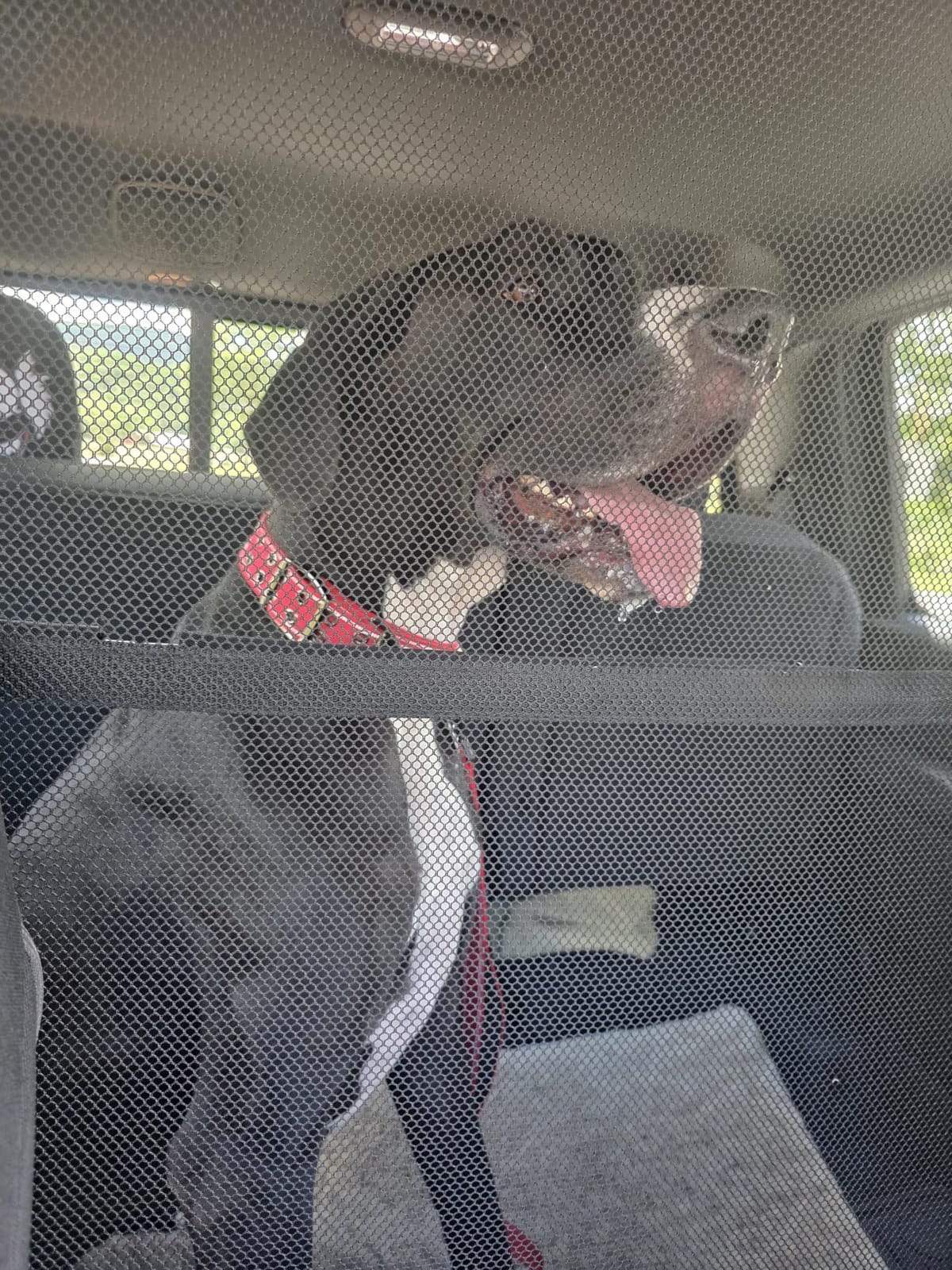 Dog Car Barrier Escape-Proof, 56