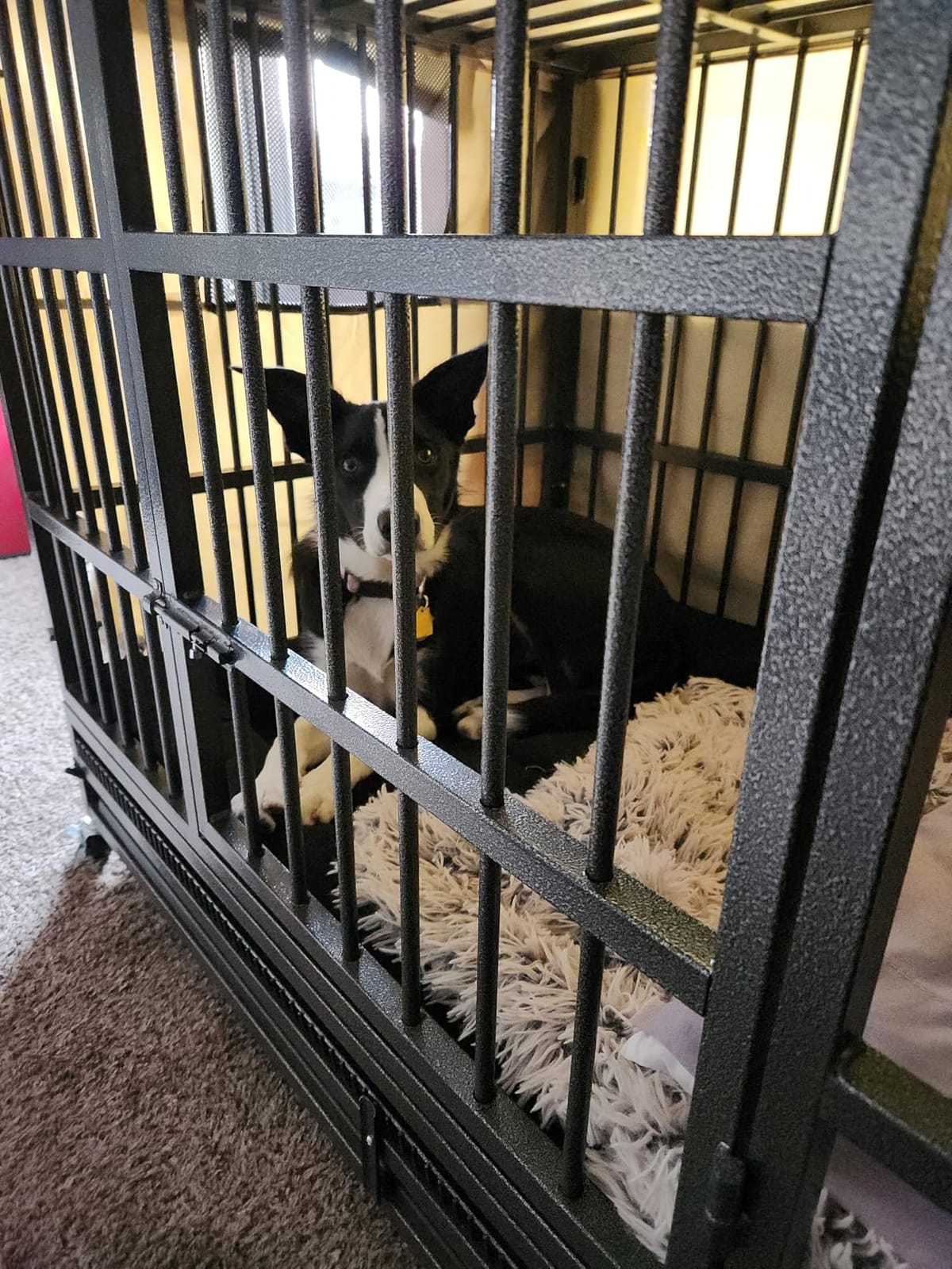 KOKOTANGS 48 Inch Heavy Duty Dog Crate Cage with Wheels, Indestructible and Escape Proof Steel Kennel Indoor for High Anxiety Dogs with Sturdy Locks, Double Door and Tray, Extra Large XL XXL, Black customer photo 2