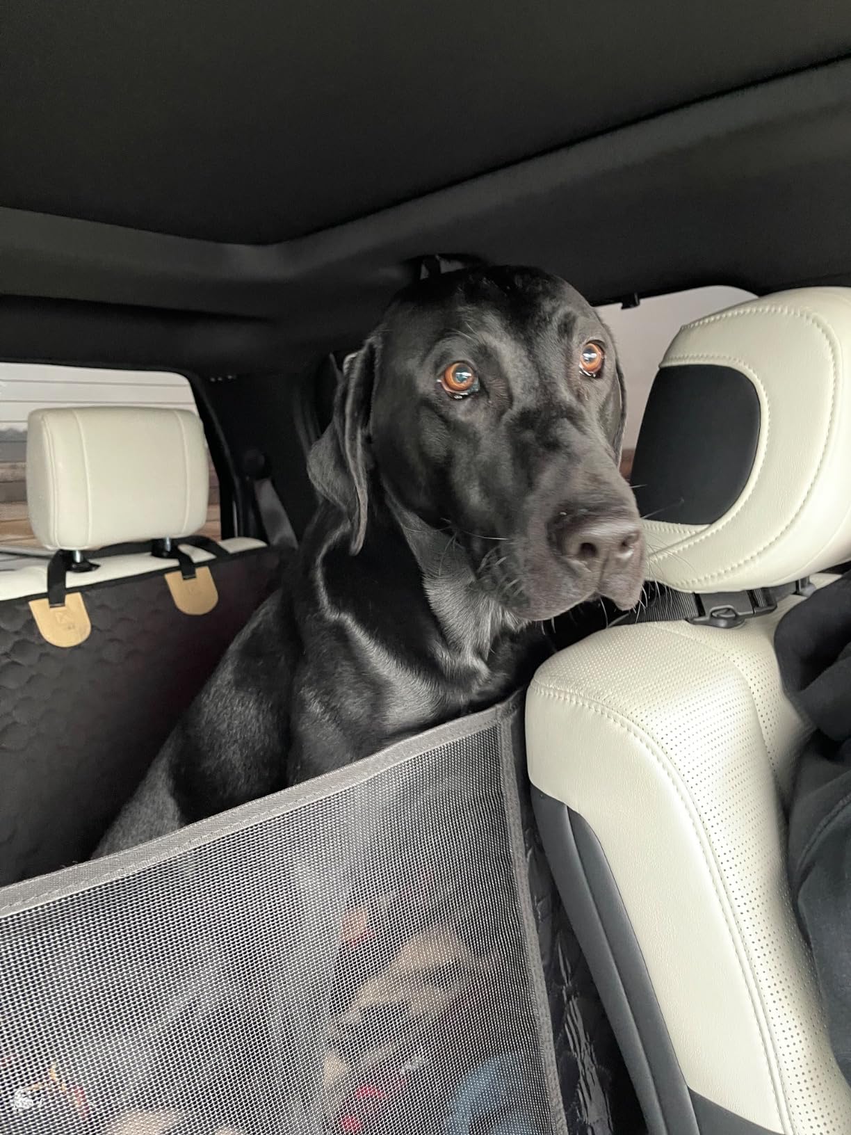 XL Truck Back Seat Extender for Dogs, Dog Car Seat Cover for Back Seat customer photo 2