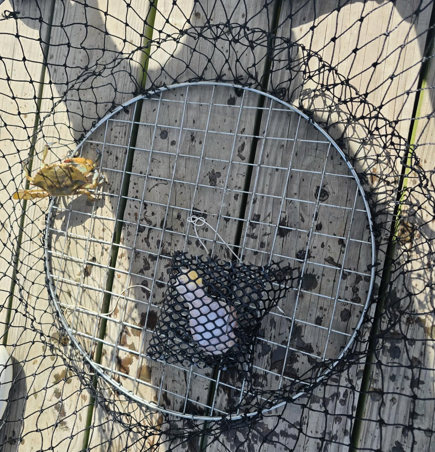 QualyQualy Crab Ring Trap Bait with Crab Gague Measure and Bait Clip Crab Net Minnow Trap with 24 Tarred Braided Twine Fishing Crabbing Net for Board, Kayak, Dock and Pier customer photo 2