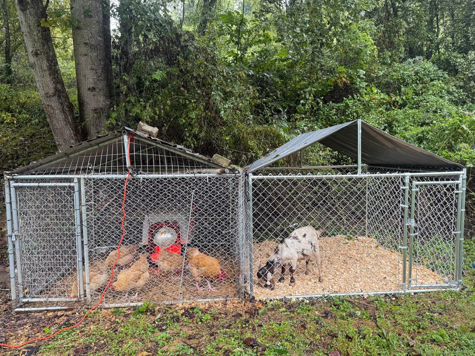 10x6x7.7ft Large Dog Kennel Outdoor, Heavy-Duty Outside Dog Kennel with Roof, Security Latch-Lock Door, Chain-Link Dog Enclosure Dog Run for Yard with Cover customer photo 1