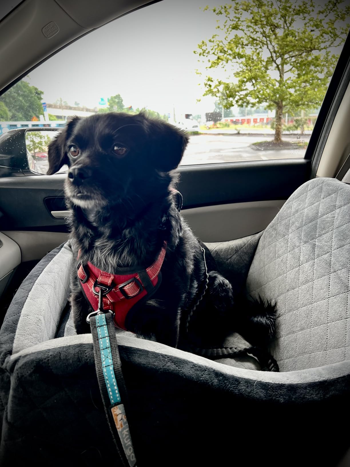 Lealchum Dog Booster Car Seat for Small/Medium Dogs Up to 35lbs,Elevated Cushion Fits in Front/Back Seat,Fully Detachable and Washable,2 Storage Pockets & Dog Leashes,Easy to Install(Black,Medium) customer photo 2