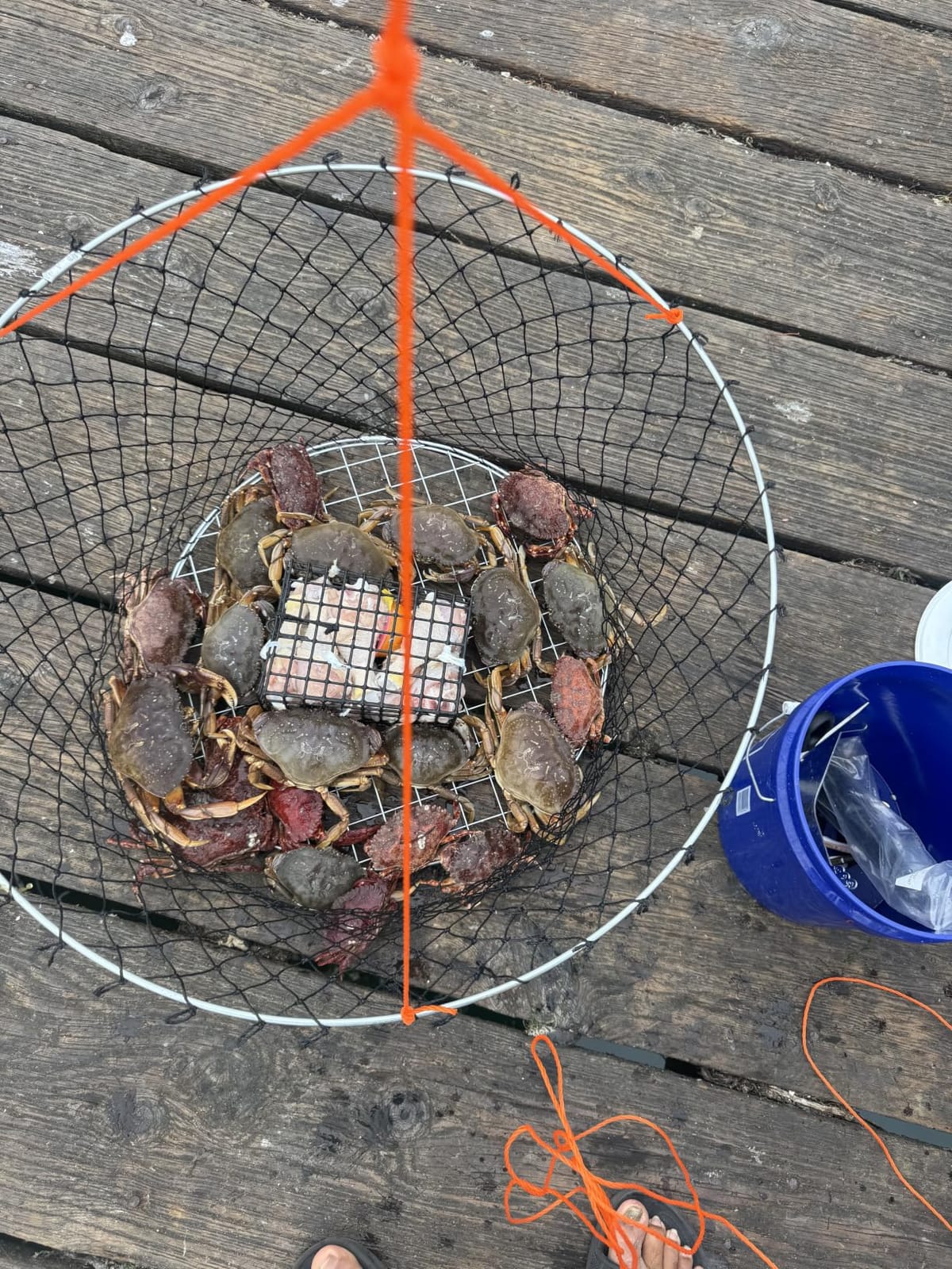 Crab Trap Hoop Net 2 Ring Trap for Pier Dock Jetty Dungeness Rock Blue Crabs with Float, Line Bait Clip and Bag 24