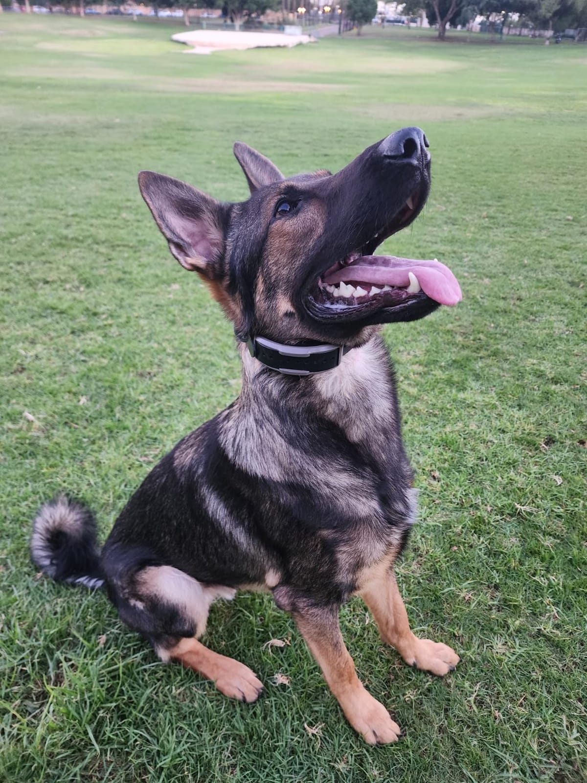 Dogtra 1900X E-Collar for Dog Training - 3/4 Mile Range, for Dogs 35 lbs+, IPX9K Waterproof, 100 Stimulation Levels, Vibration, Tone, Rechargeable - Ideal for Dog Owners and Professional Trainers customer photo 1